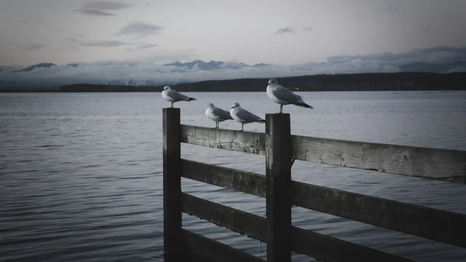 Seagulls on the fence in the BC coast