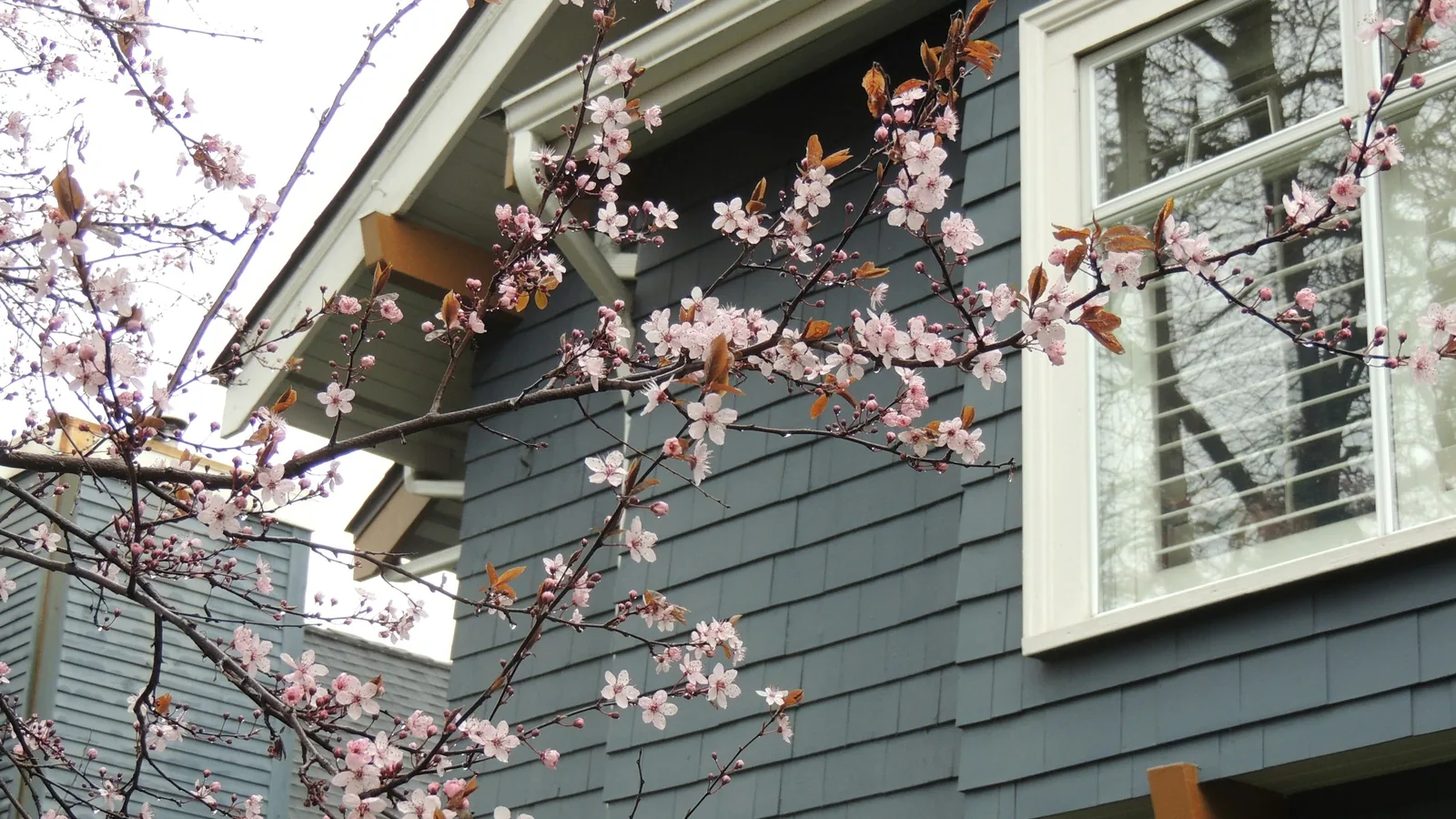 Pink and white flower on brown tree branch in Vancouver