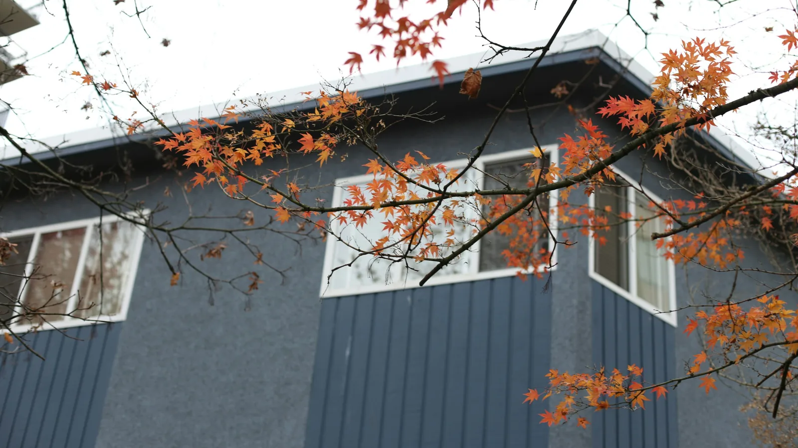 Grey-sided home under a red maple in autumn