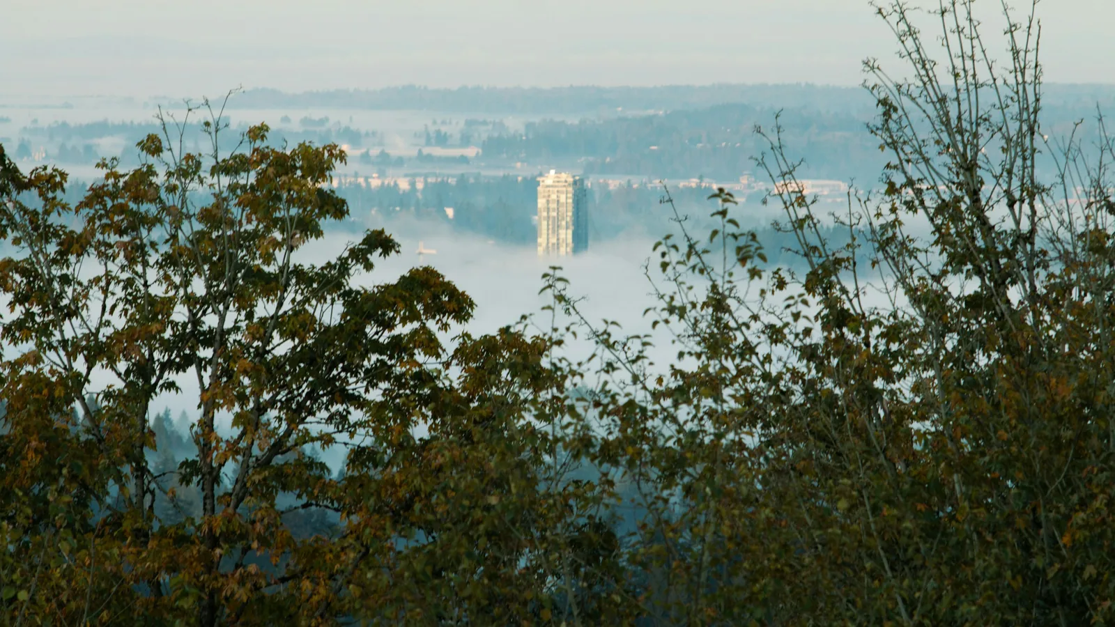 Fog over city with condo tower behind trees in Abbotsford