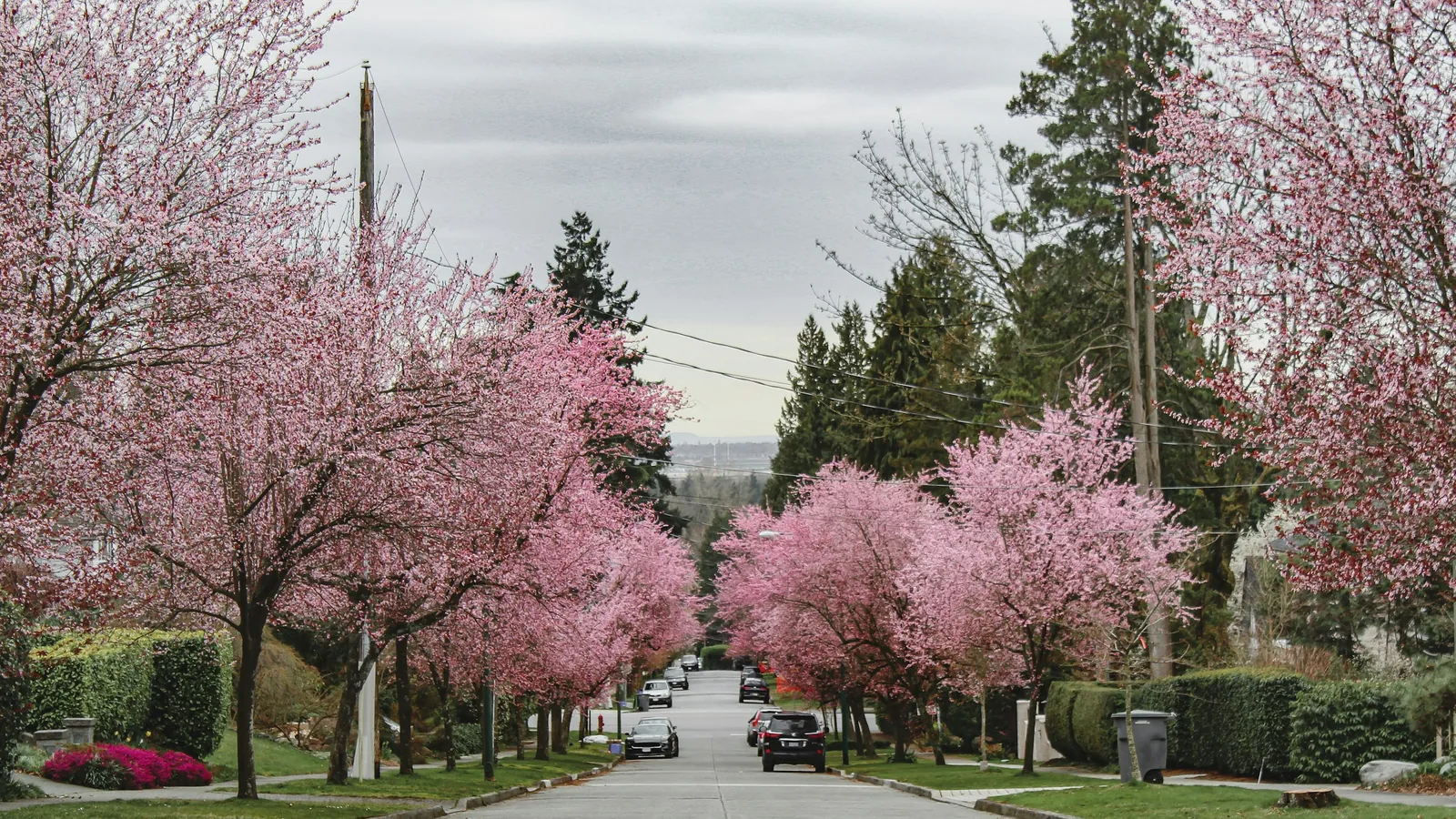 A street with trees on the side, Vancouver's North Shore