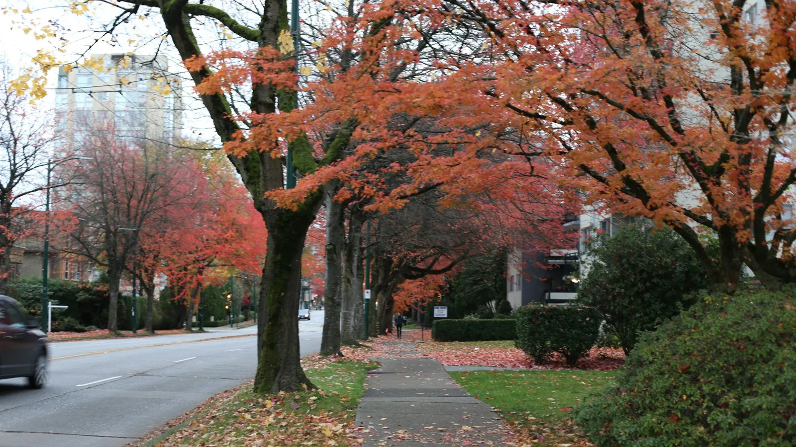 Autumn trees line a sidewalk next to a street in Vancouver