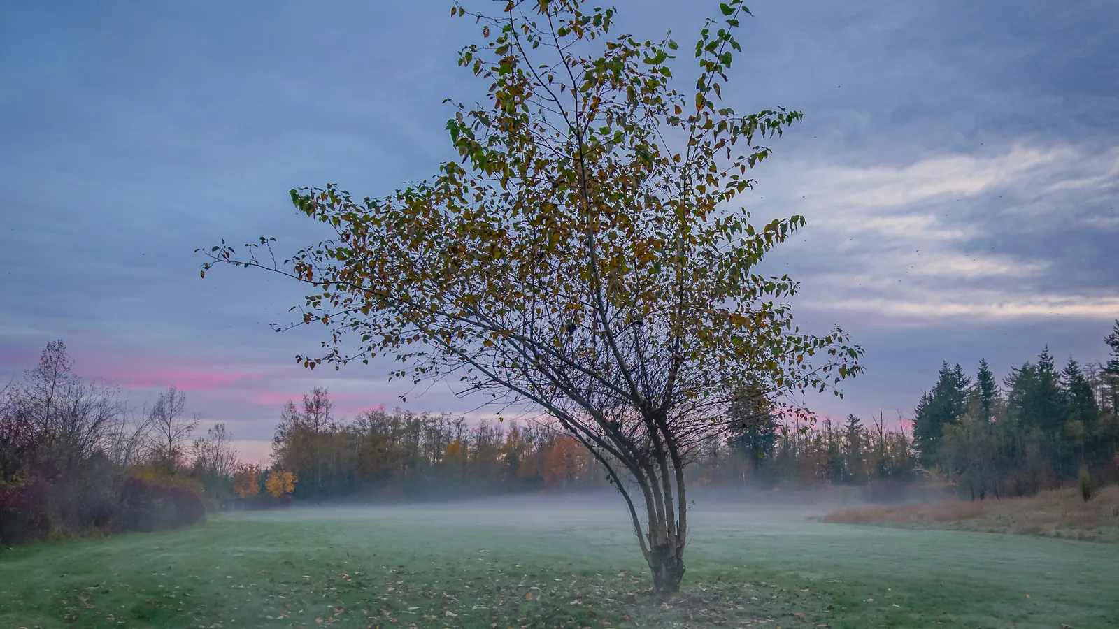 A tree on a misty morning, Langley