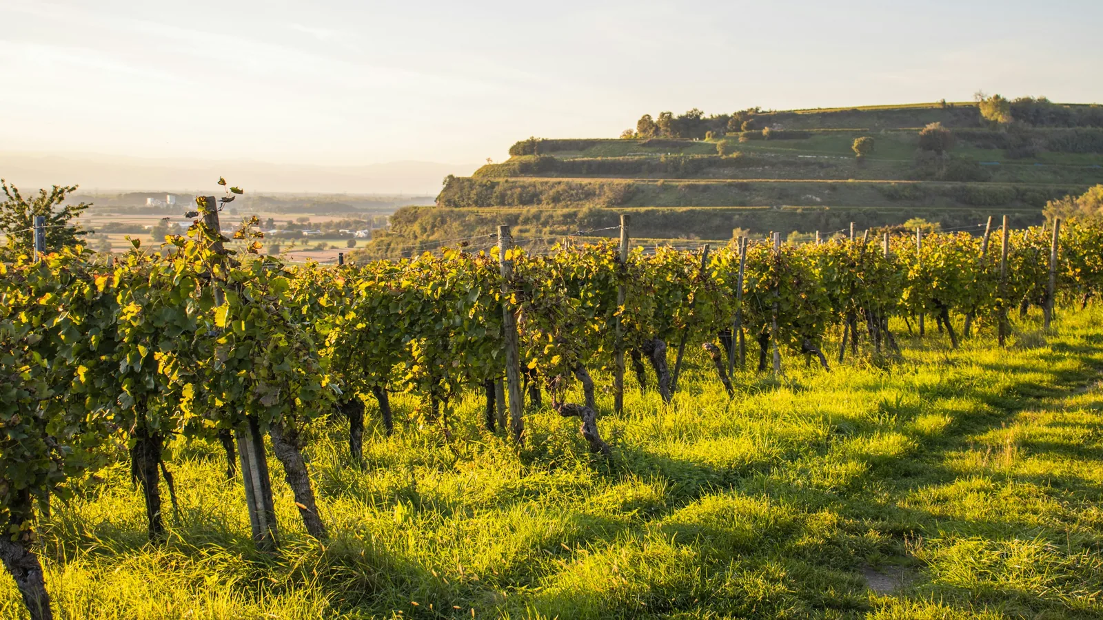 Vineyard rows in the Fraser Valley in late summer