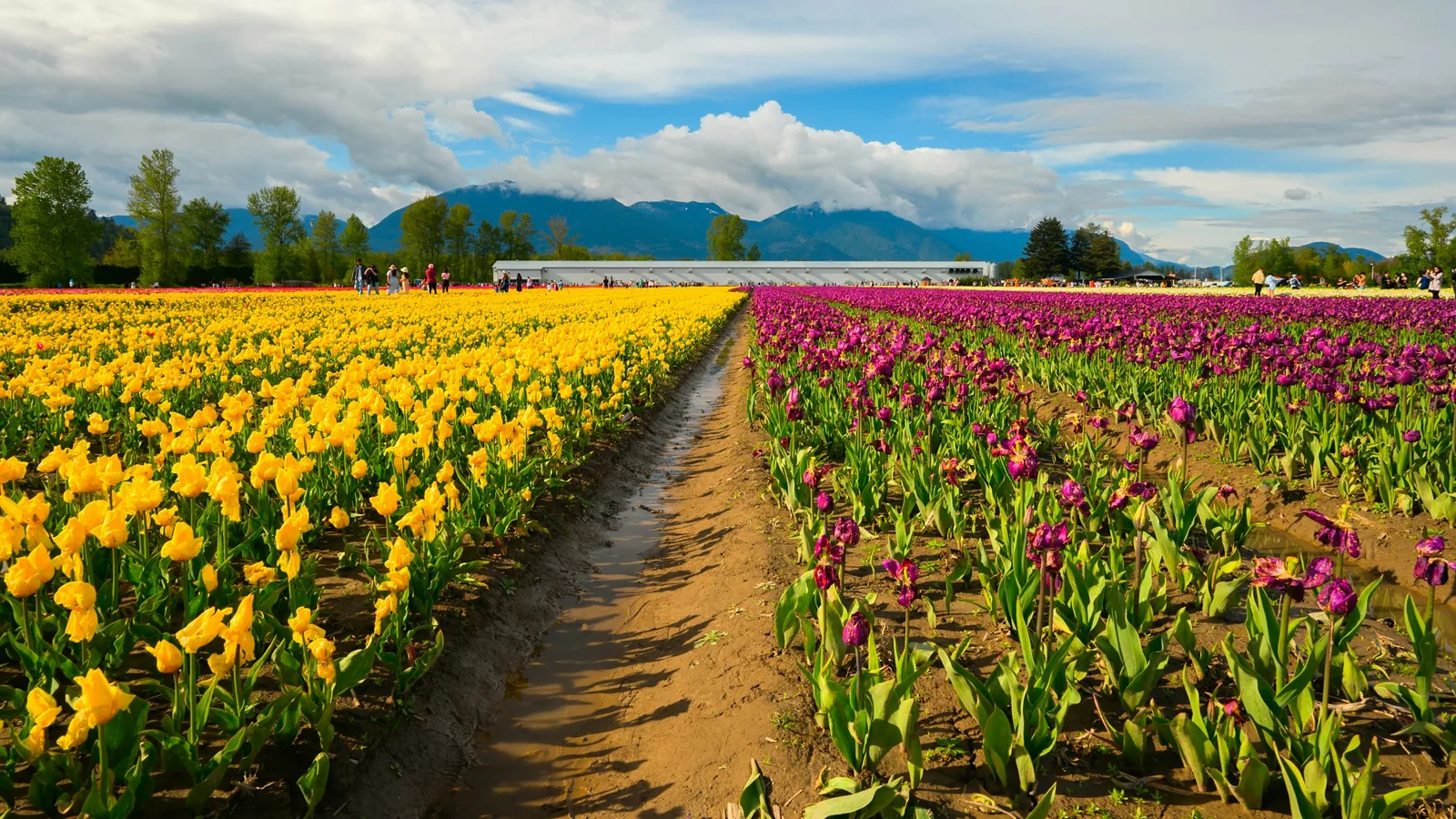 I drove through a rainstorm less than 10-15 miles away and was afraid it would rain the entire time here. Luckily.. it didn't! in Chilliwack