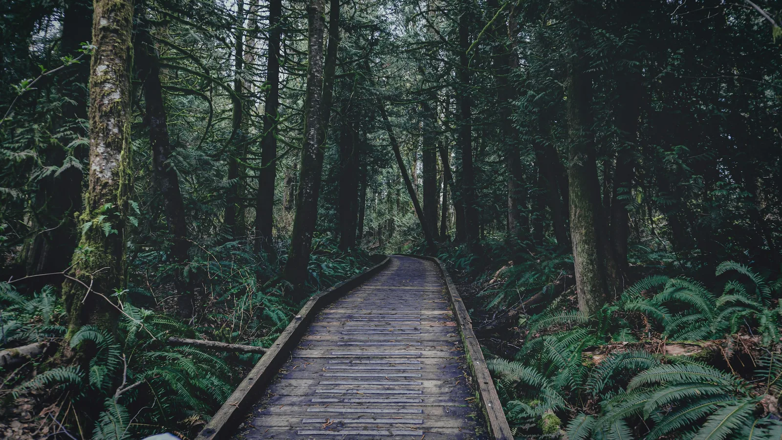 Boardwalk through a temperate rainforest