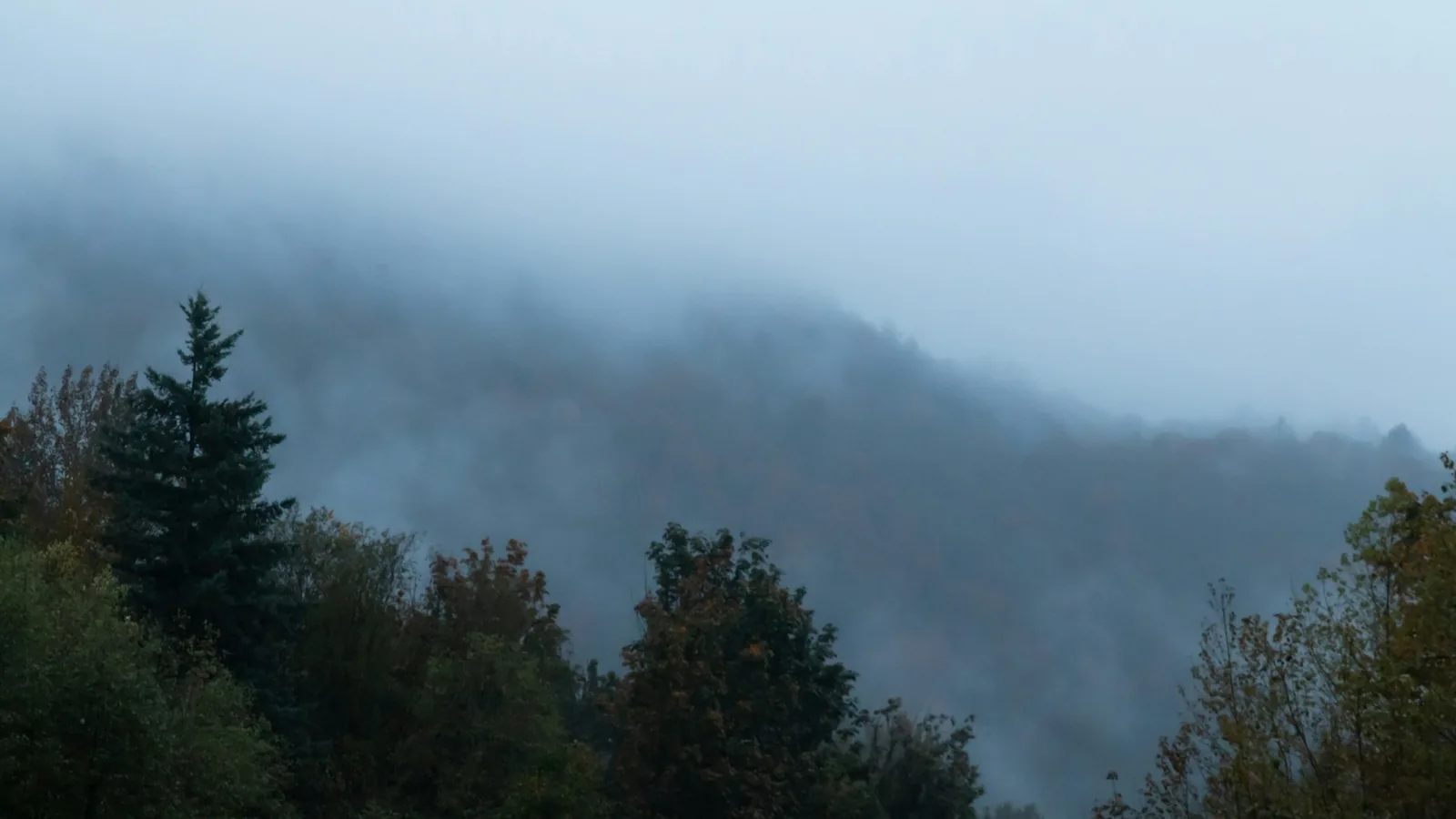 Fog behind trees over mountain in Abbotsford