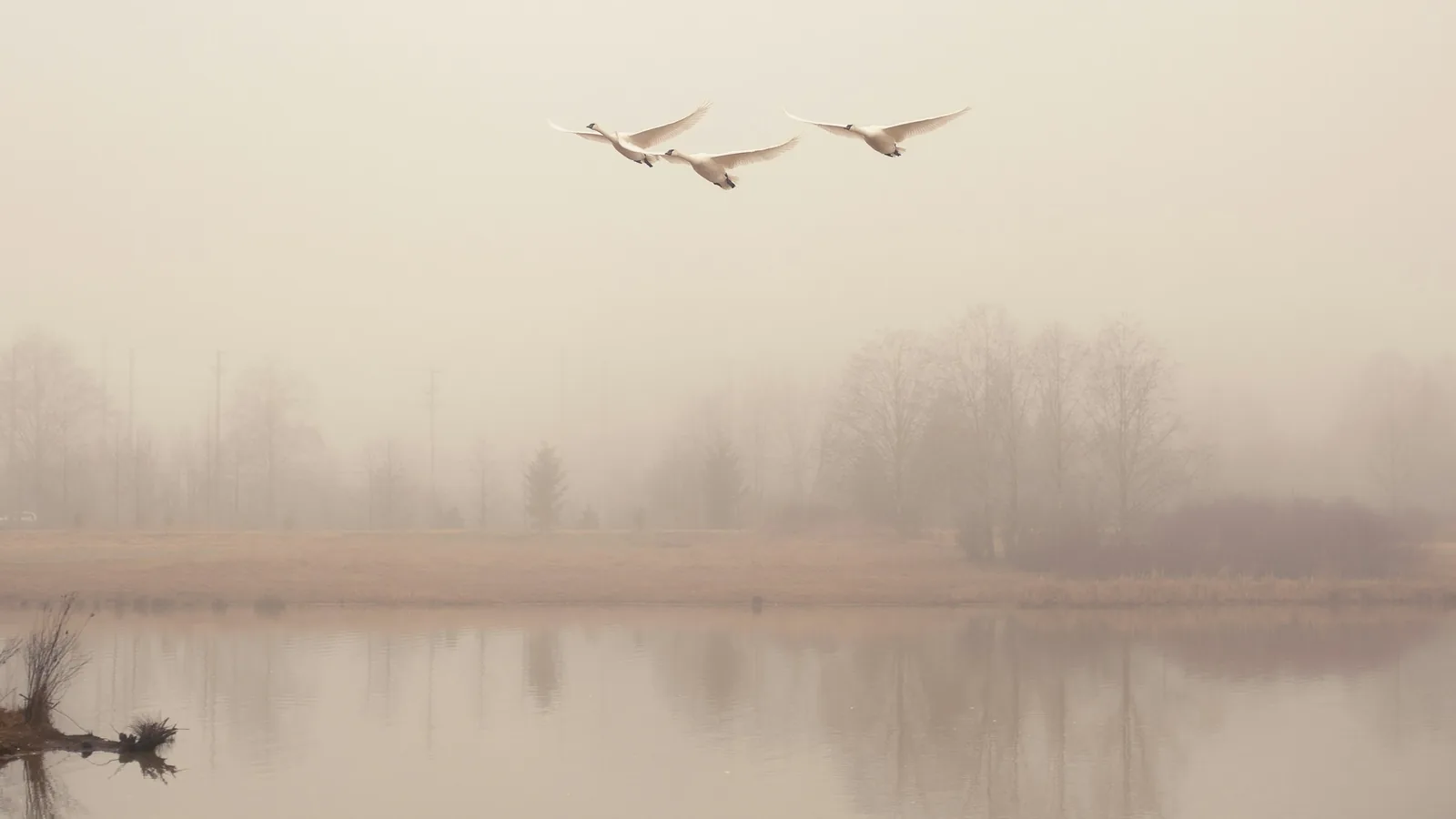 Two birds flying over a body of water on a foggy day in Abbotsford