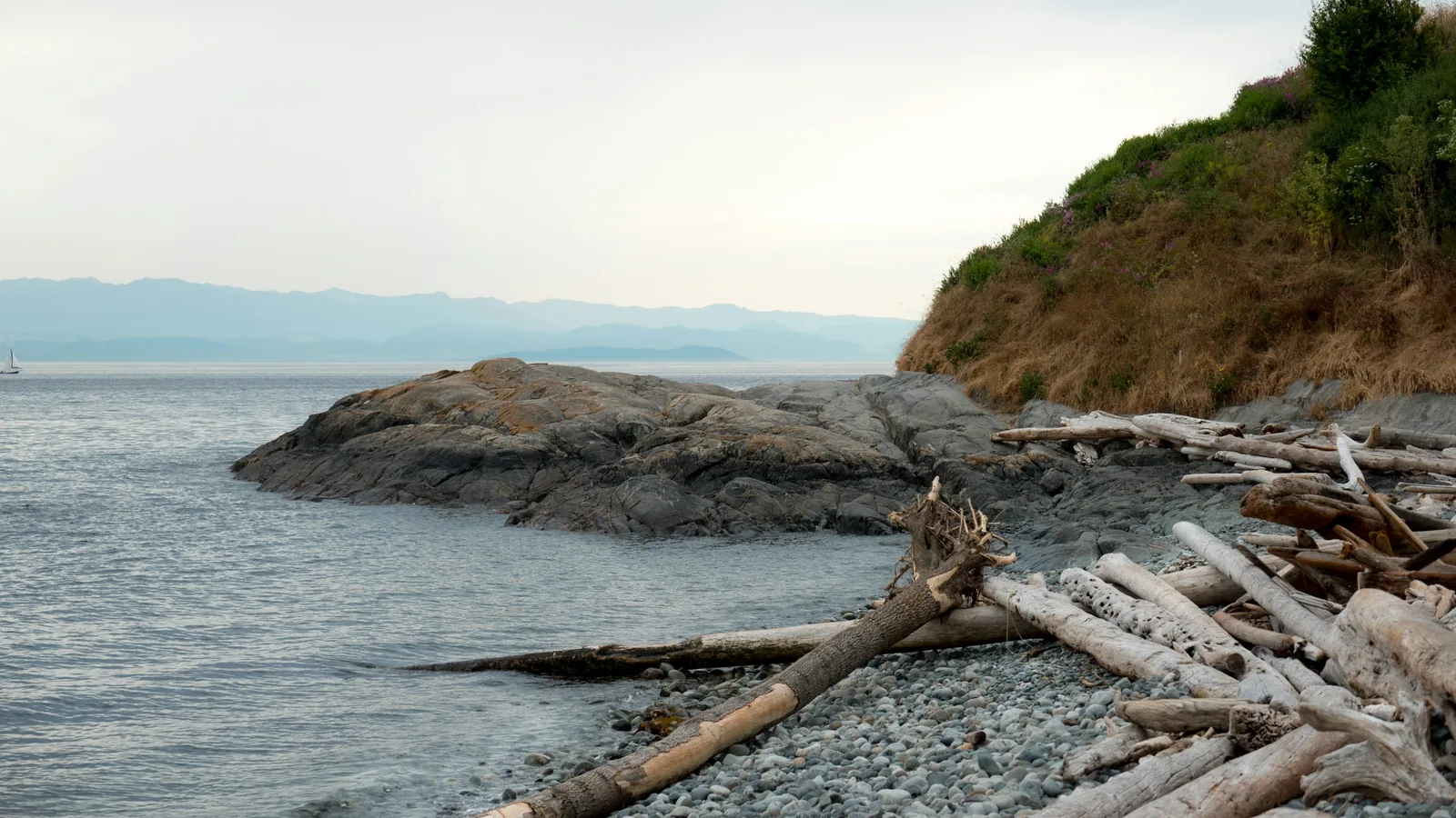 A bunch of logs sitting on top of a beach, the White Rock waterfront
