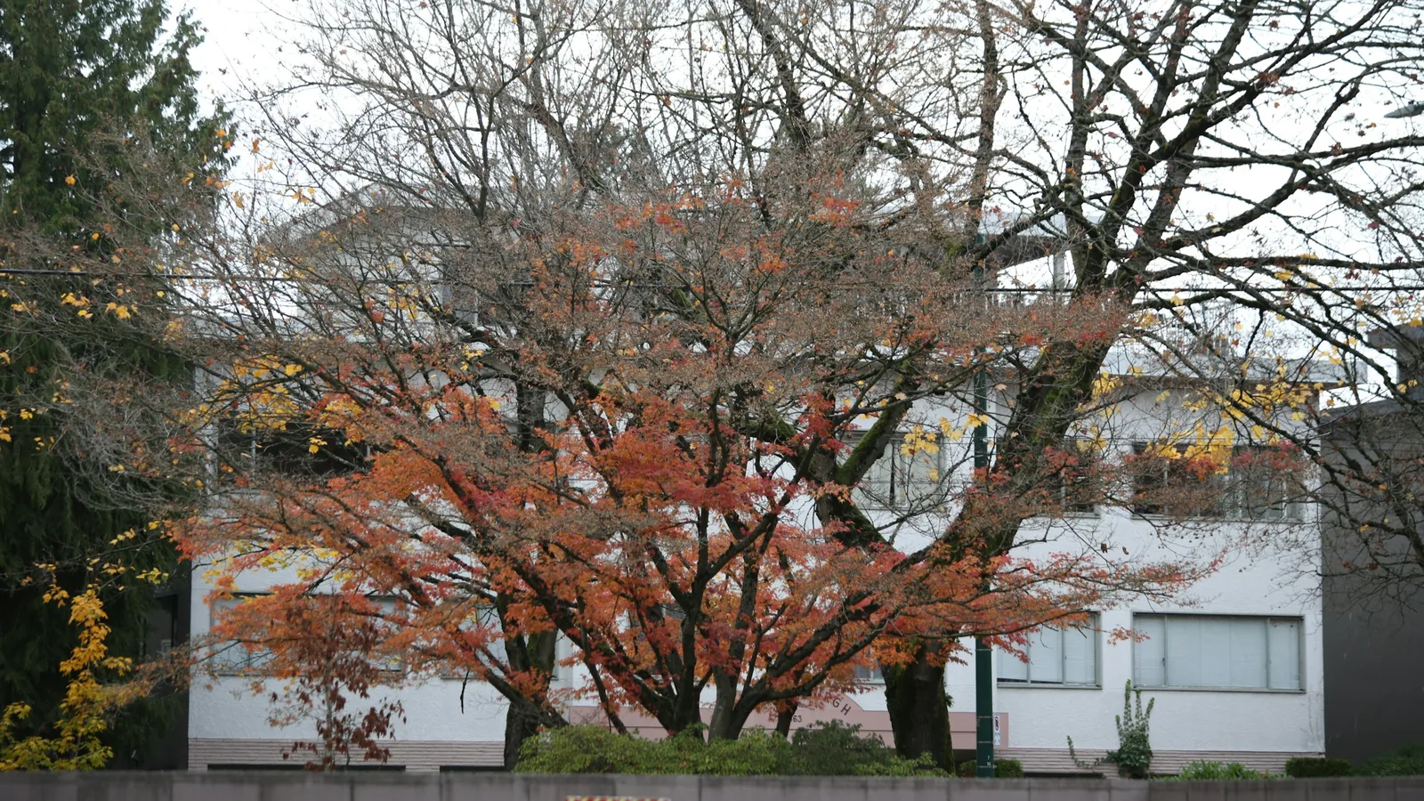 Autumn tree with orange leaves in front of building in Vancouver