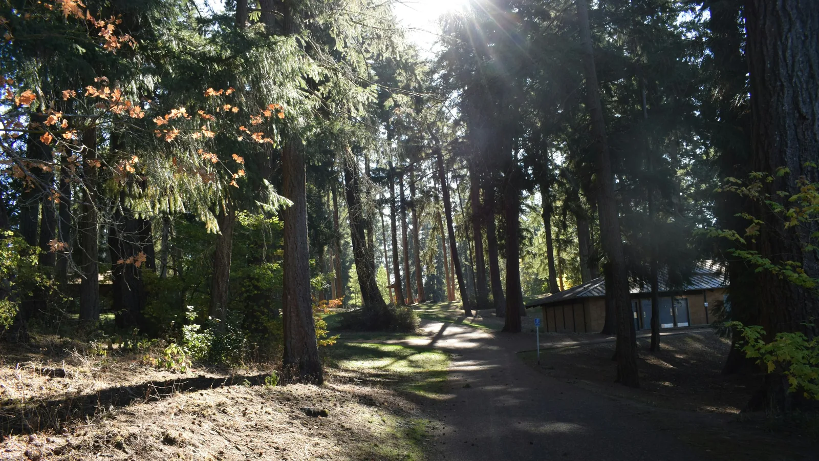 Sunlit trail through a Port Coquitlam forest park
