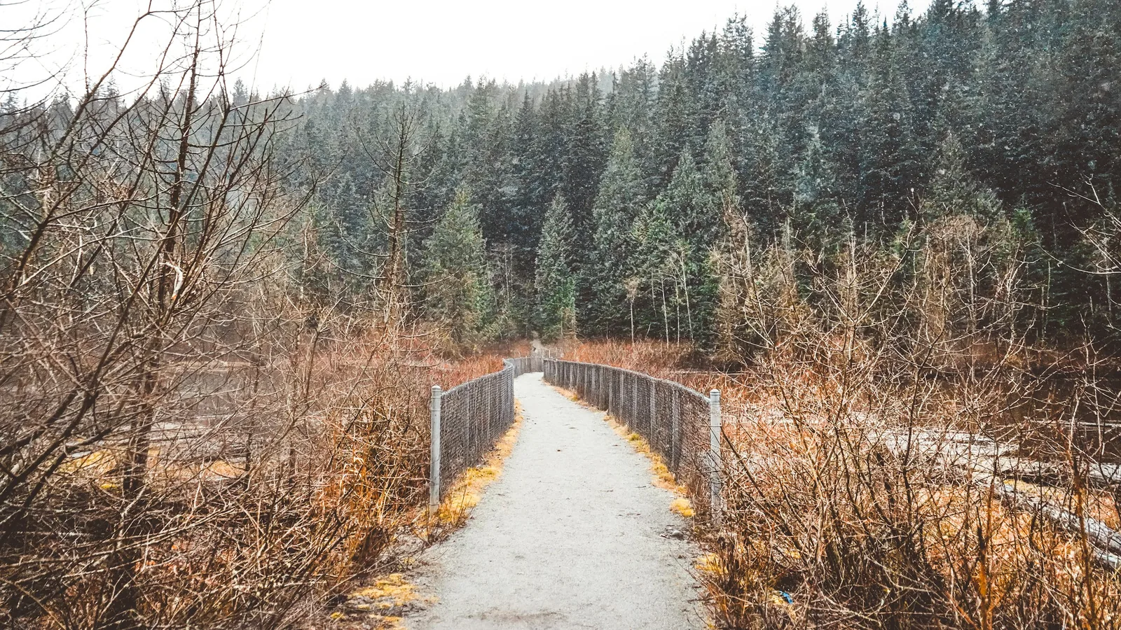 Gray concrete road between green trees during daytime in Coquitlam