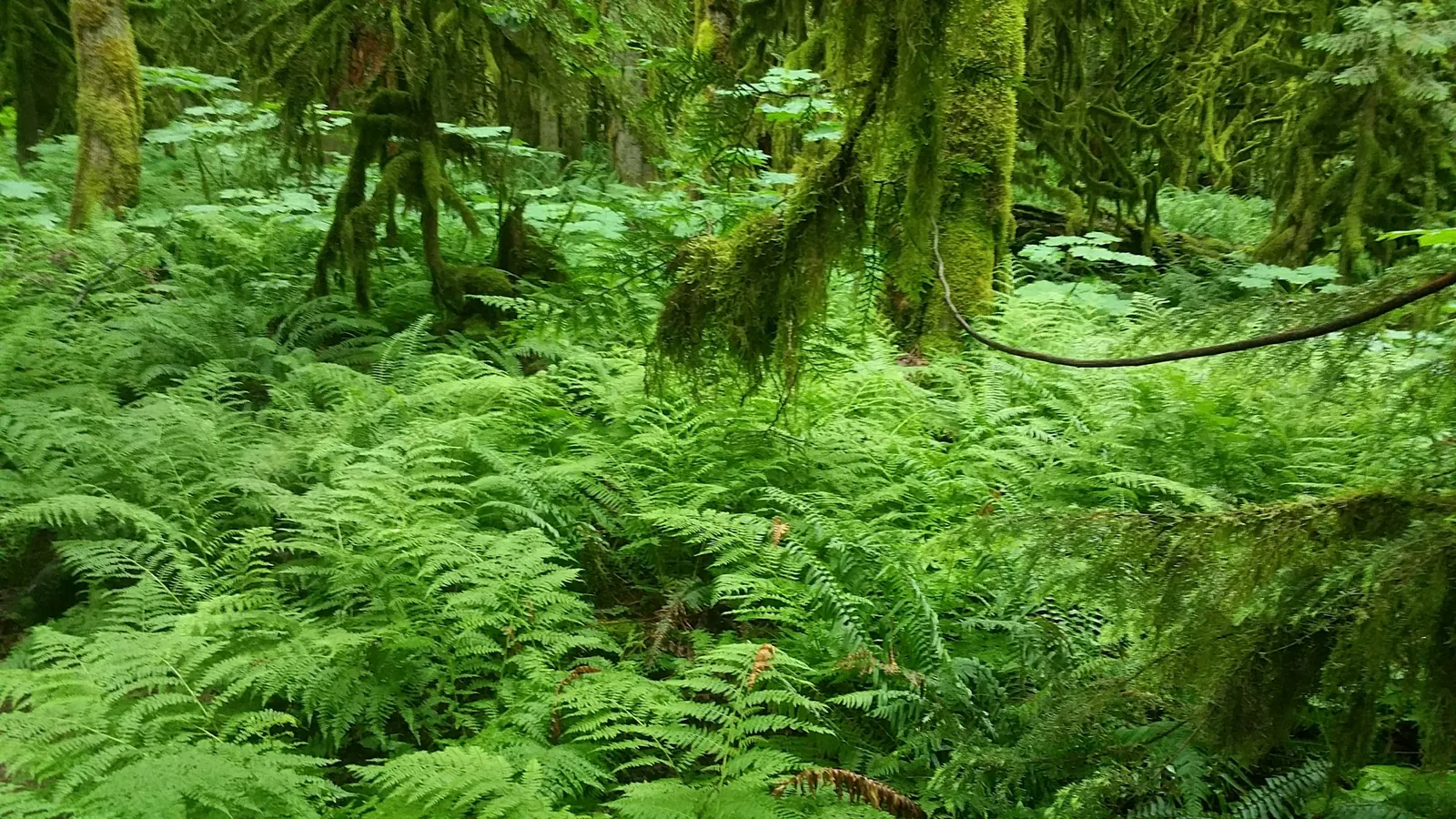 Teapot Hill, Columbia Valley Road, Cultus Lake, BC, Canada . . . . . Majestic and glorious is your work, your wise design endures forever Ps