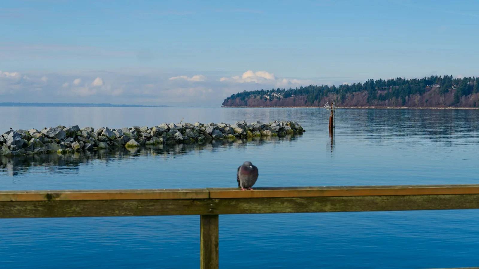A bird is sitting on the edge of a dock, the White Rock waterfront