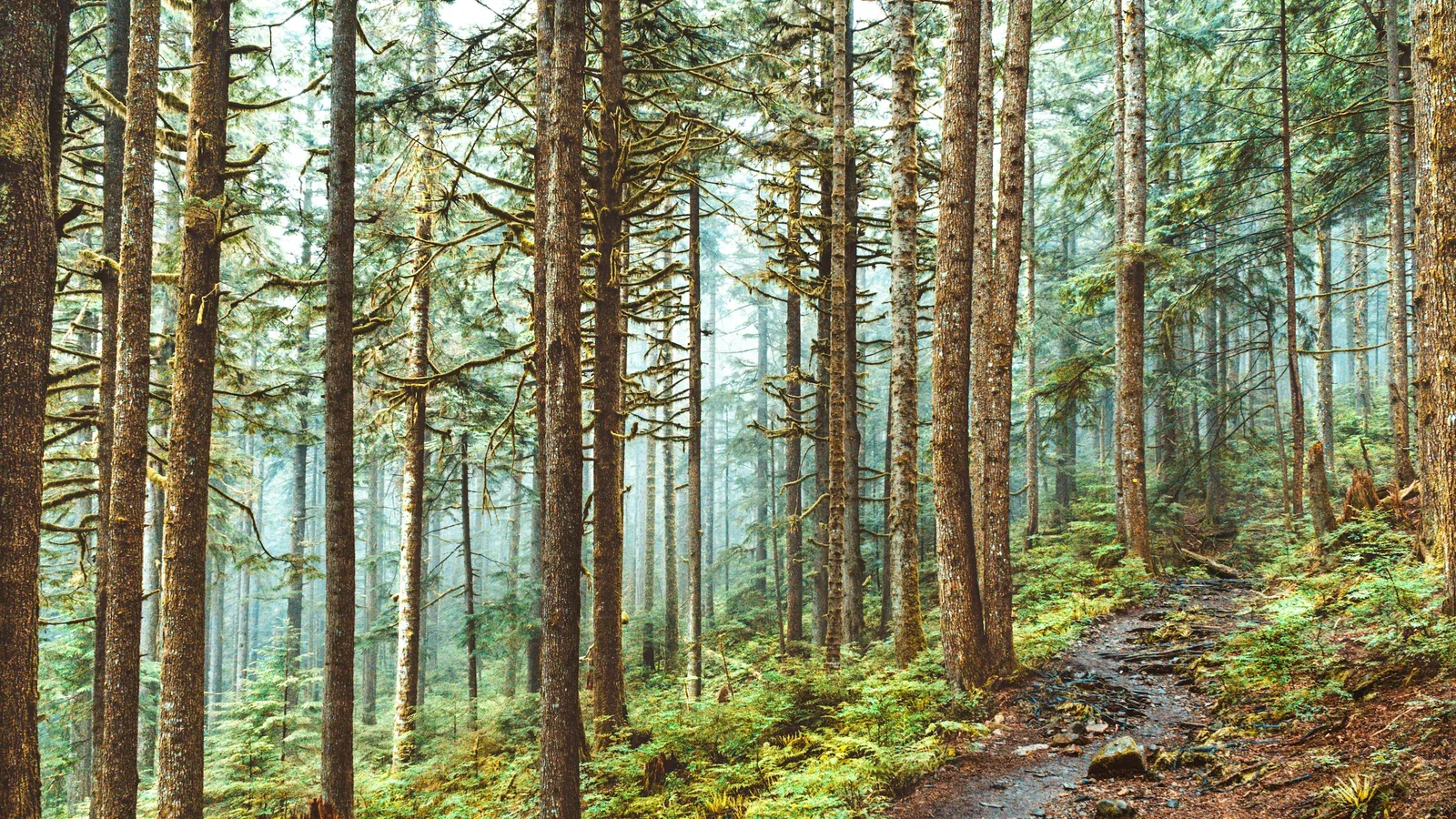 View of Vancouver's North Shore