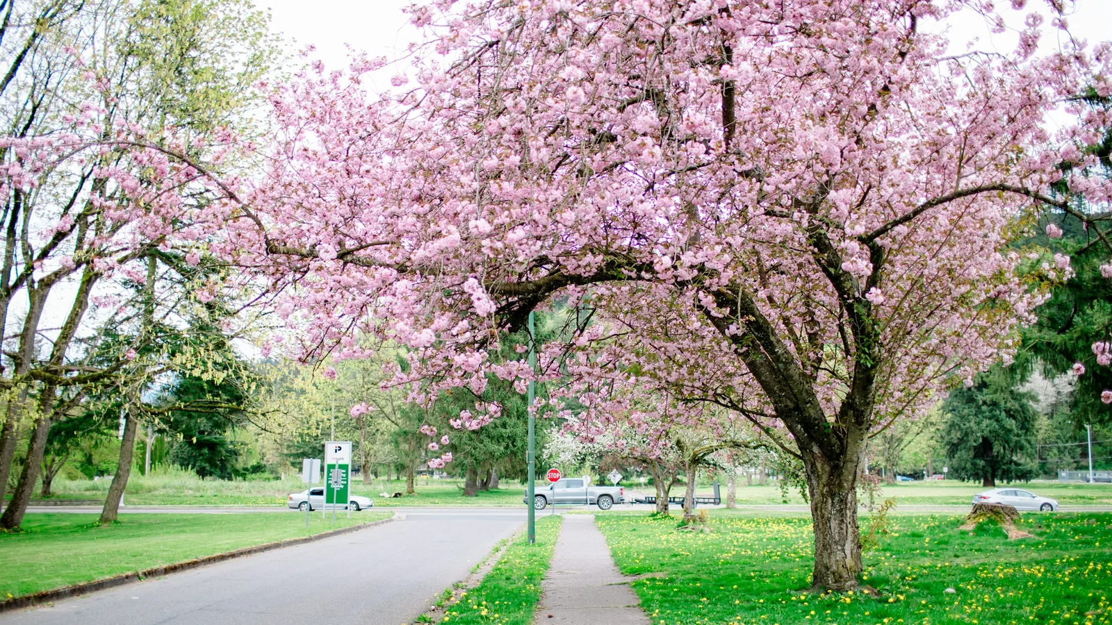 A tree filled with lots of pink flowers next to a sidewalk, a residential street