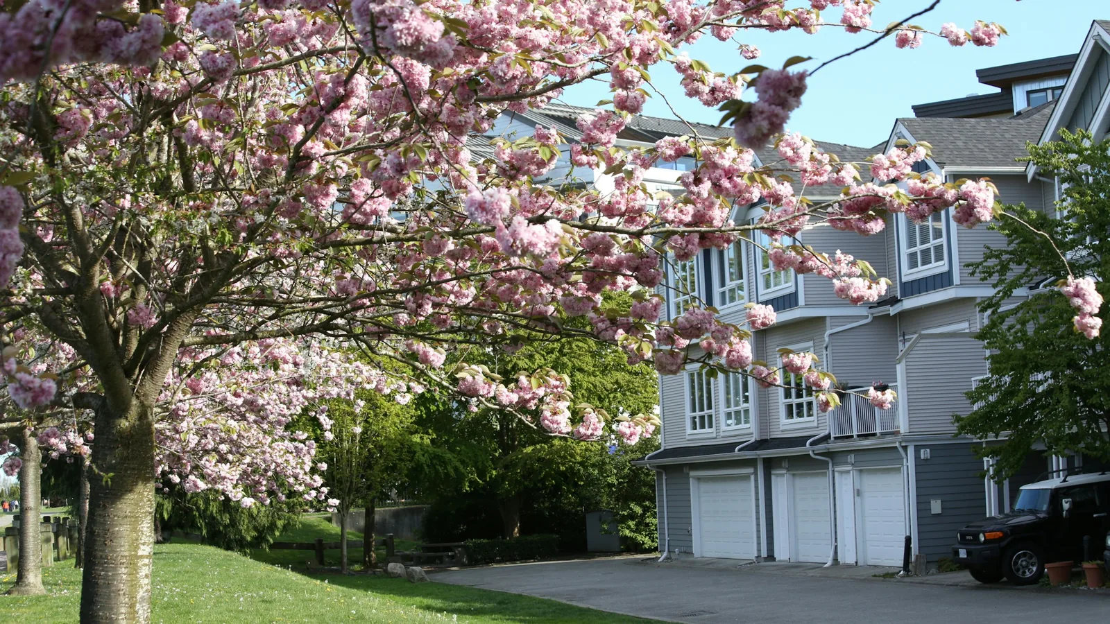 Townhouses with blooming cherry blossom trees in front in Vancouver