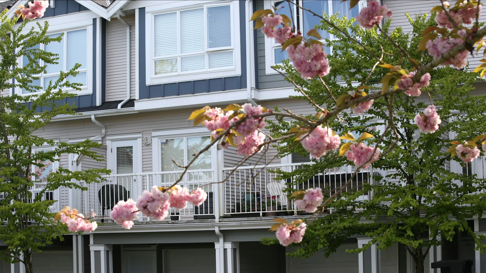 Townhouses with blooming cherry blossom trees in foreground in Vancouver