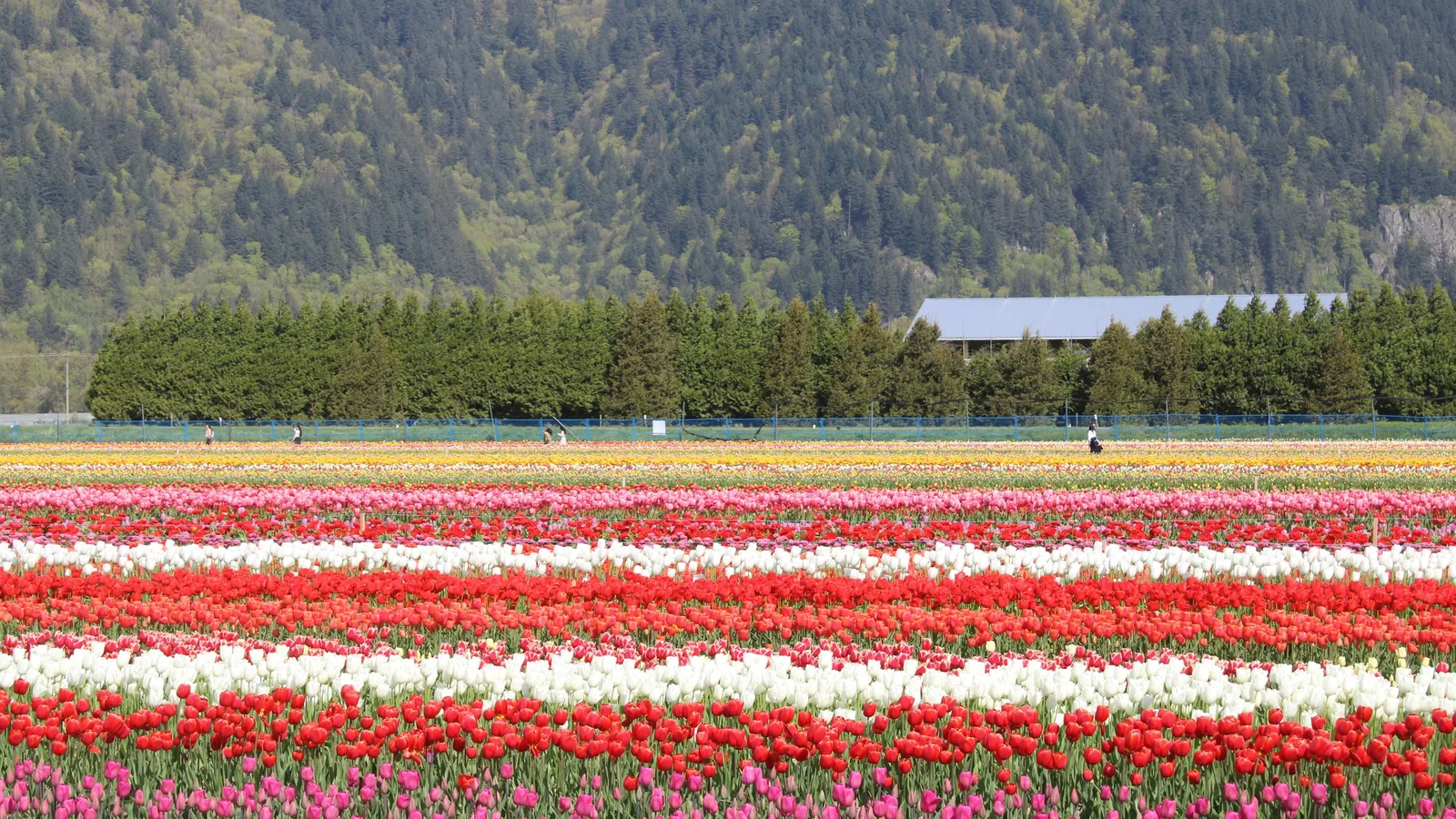 Farmland in Abbotsford